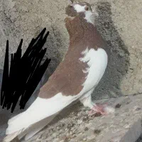 نر شازده کاکل