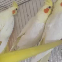 عروس هلندی با کیفیت لوتینو یکساله به بالا|پرنده|شاهینشهر, فیض|دیوار