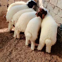بره نر 6 عدد