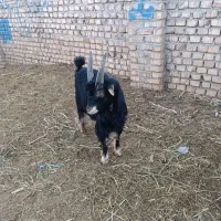 بزغاله نربزی ذاتن جلو رو درجه یک|حیوانات مزرعه|جوادآباد, |دیوار