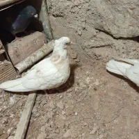 کفتر طوق ولایه|پرنده|مود, |دیوار