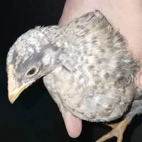 جوجه مرغ سیاه|حیوانات مزرعه|پاکدشت, پاکدشت (مامازند)|دیوار