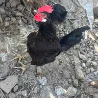 خروس محلی و مرغ محلی اصل تخمگذار