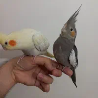 دو تا جوجه عروس هلندی سالم و دستی|پرنده|تهران, ارامنه|دیوار