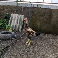 خروس لاری|حیوانات مزرعه|آستارا, |دیوار