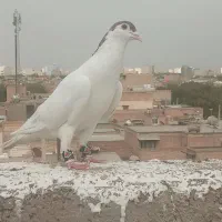 سلام کبوتر برا فروش