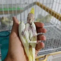 عروس هلندی دستی|پرنده|قوچان, |دیوار