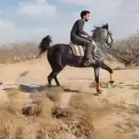 فروش مادیون کرد