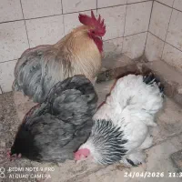 مرغ و خروس کوشین