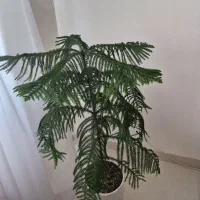 کاج