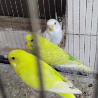 ۴تا مرغ عشق خوش رنگ|پرنده|رشت, کوی حسینی|دیوار