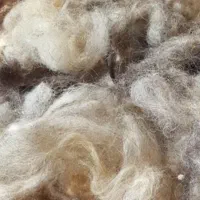 پشم گوسفند