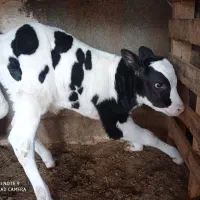 گوساله ماده|حیوانات مزرعه|مشهد, فرخد|دیوار