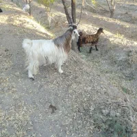 بزو بزغاله