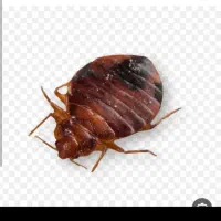 شرکت سمپاشی سوسک سمپاش ساس وکنه