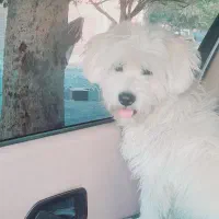 «سگ خانگی پشمالو سفیدبسیار باهوش ومهربون»|سگ|فاریاب, |دیوار