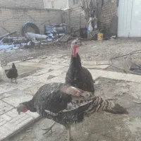 فروش بوقلمون|حیوانات مزرعه|مبارکه, |دیوار