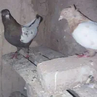 یک جفت سینه قرمزو زرد نرو ماده|پرنده|لیلان, |دیوار