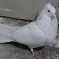 کبوتراصفهانی|پرنده|برخوار, |دیوار