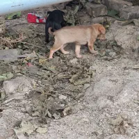 سگ پاکوتاه اصل