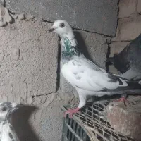 کبوتر