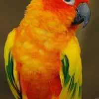 جوجه طوطی خورشیدی