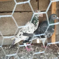 سار و پلاکی