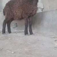 1عدد بره ماده امروز از گله خودم آوردم جنص خوب