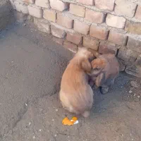 خرگوش لپ نروماده