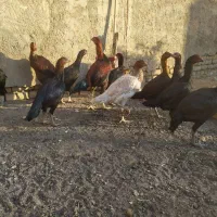 لاری درجه یک|حیوانات مزرعه|رشتخوار, |دیوار