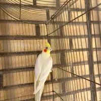 عروس هلندی نر لوتینیو|پرنده|شوشتر, |دیوار