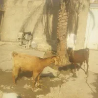 2رس بز درجه کهر دار