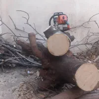 هرس و قطع درخت