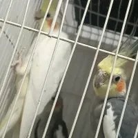 عروس هلندی|پرنده|مشهد, حجت|دیوار