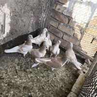 هفت عدد ساده نروماده سو هفت رنگ