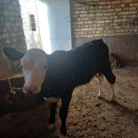 یک عدد گاوشیری