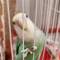 طوطی برزیلی دستی