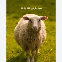 ملنبکتب|اسباب‌‌بازی|شیراز, تلخ داش‎|دیوار