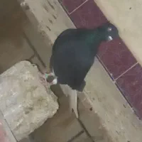 کبوتر دمسفید