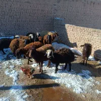 فروش بره ماده