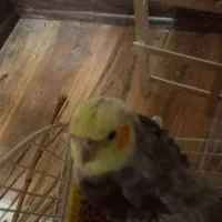 واگذاری عروس هلندی|پرنده|مبارکه, |دیوار