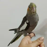 عروس دارچینی|پرنده|قم, سراجه (۱۵ خرداد)|دیوار