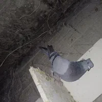 کبوتر تهرانی