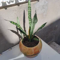 گل سانسوریا