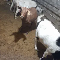 بز دورگه از نژادسانن ومورسیا