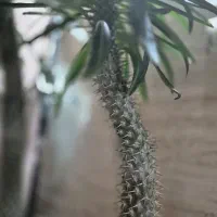 نخل ماداگاسکار معاوضه با|گل و گیاه طبیعی|محمدشهر, شهرک چمران|دیوار