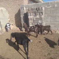 بز آبستن پلنگی|حیوانات مزرعه|رضویه, |دیوار