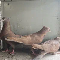 سرخ  چشم و نوک سفید