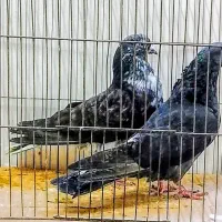 کبوتر پرشی گردن کلفت سر کله دار سو دار