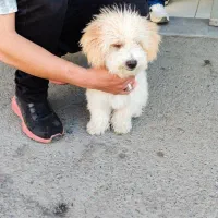 سگ پودل|سگ|سنندج, |دیوار